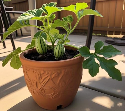 Image of BlimBurn Cucamelon Mini Watermelon Organic Seeds - 50 Seeds, Easy Grow, Unique Variety
