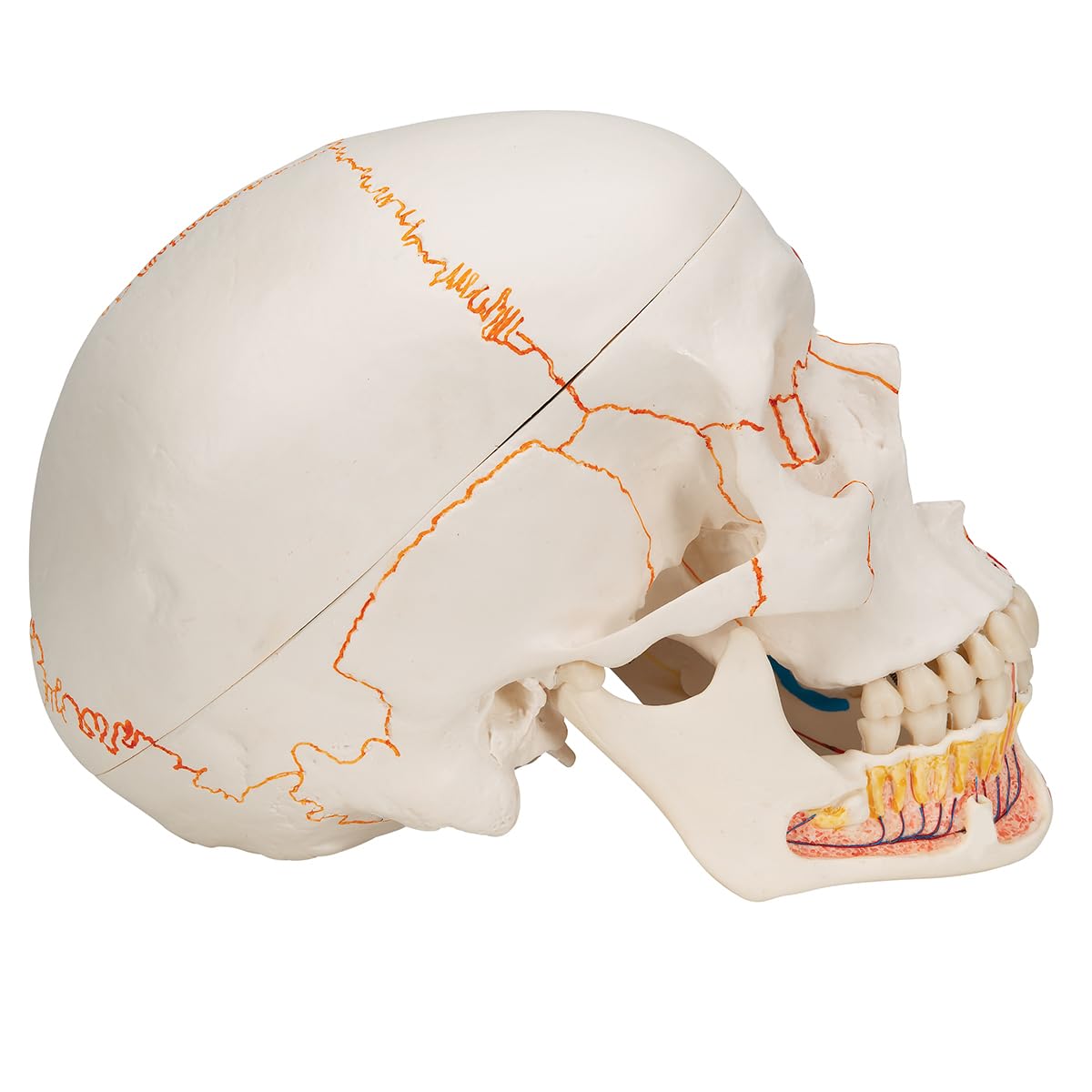 3B Scientific anatomia człowieka - klasyczny model ludzkiej czaszki z otwartą dolną szczęką, malowane, połączenia magnetyczne, 3 części darmowe oprogramowanie do anatomii - 3B Smart Anatomy