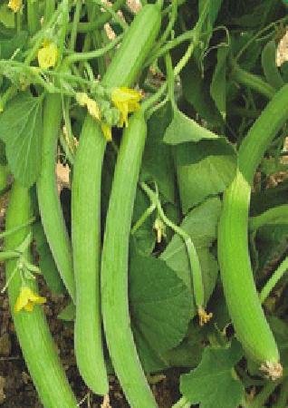 Golden Hills Farm Hybrid Vegetable Seeds Cucumber Kakdi Seeds - Long Melon 100+ seeds (B095X4QZJ3) Amazon Price History, Amazon Price Tracker