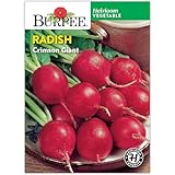 Burpee Crimson Giant Radish Seeds - Large, Mild-Flavored Roots