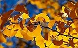 Aachondra 40pcs semillas de árboles de ginkgo biloba amarillo