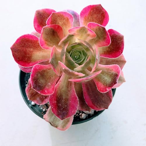 Blissful Aeonium Pink Witch in 4" Pot– Rare Variegated Succulent