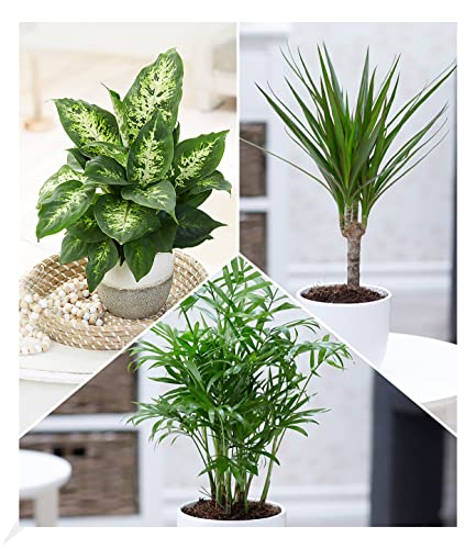 BALDUR Garten | 3er-Mix Luftreinigende Zimmerpflanzen 'Fresh Air' | Dieffenbachie, Dracena...