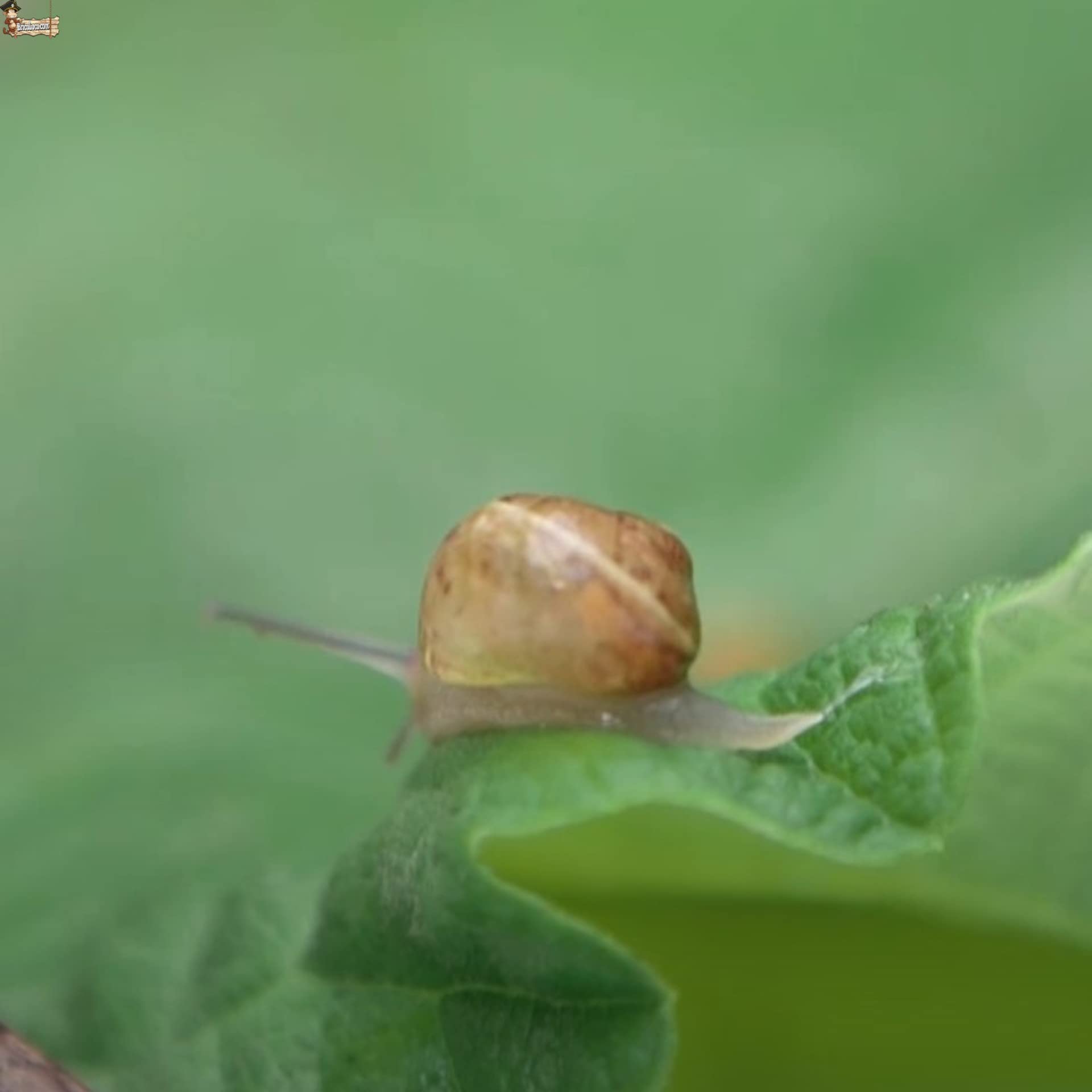 BricoLoco.com Anti-escargots et limaces écologiques Ruban en cuivre répulsif adhésif Largeur 50 mm Ne tue pas plus efficacement qu'un piège 5 rouleaux de 4 m (5)