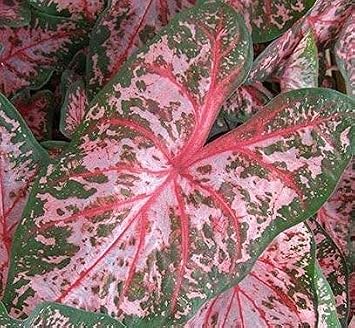 لمبات كالاديوم - كارولين وارتون 3 لمبات - من السهل أن تنمو داخلي Houseplant أو في الهواء الطلق النباتات المعمرة جاهزة للزراعة