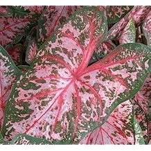 Caladium Bulbs - Carolyn Wharton 3 Bulbs - Easy to Grow Indoor Houseplant or Outdoor Perennial Plant Ready for Planting