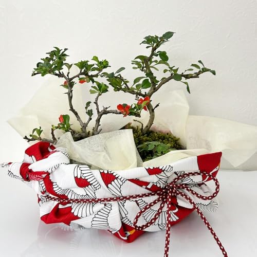 ӂ߂đyg~̖~́iMyĔjzFIׂ鏬ȕC~ijߖ͗ljbsO (ԐF)