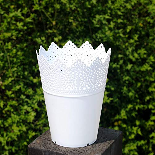 Laat, pianta vaso da fiori, contenitore per