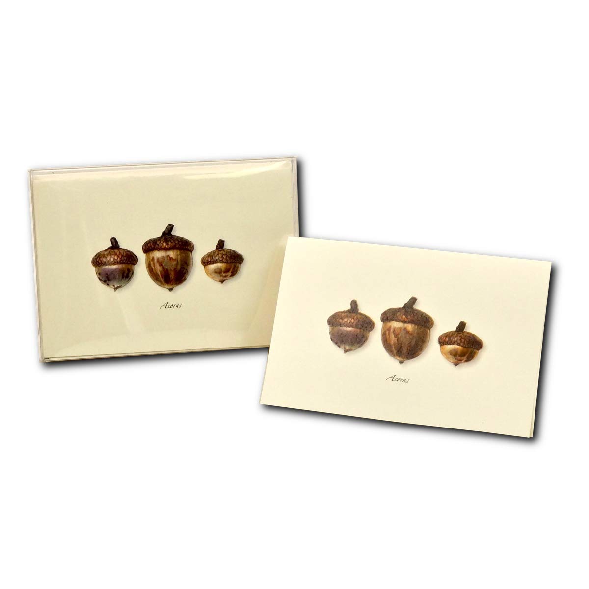 Earth Sky + Water - Three Acorns Notecard Set - 8 Blank Cards with Envelopes