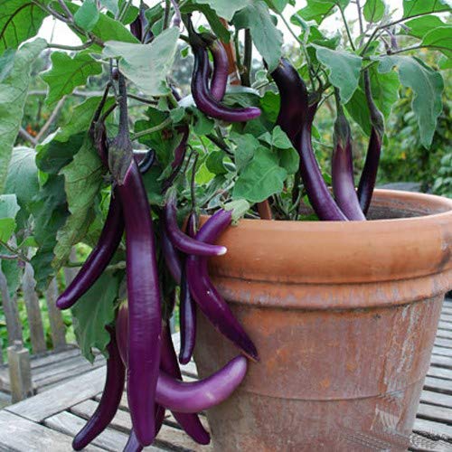 VIBEX™ PUSA-173-Brinjal Purpal Long Vegetable Seed (B09133H3F4) Amazon Price History, Amazon Price Tracker