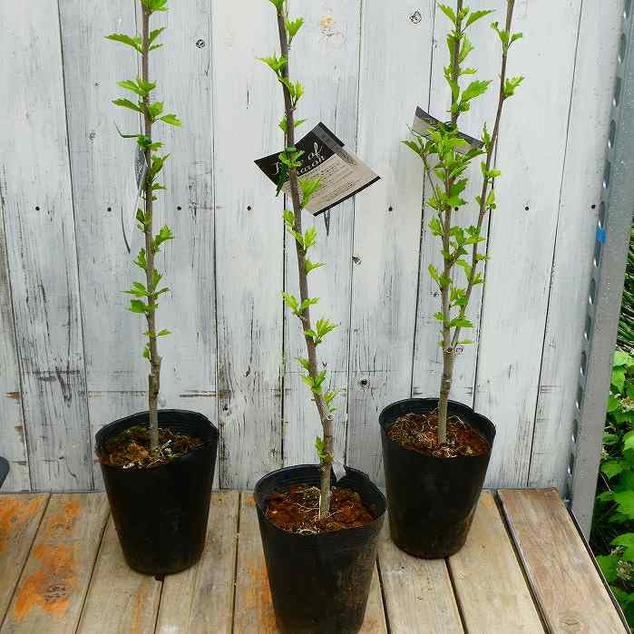 Amazon | ムクゲ 苗 ストロベリー 5号 八重咲き ピンク 茶花 植木 庭木