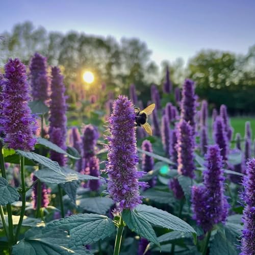 Welldales 50 Purple Giant Korean Mint Agastache Seeds Aromatic Herbaceous Perennial Plants
