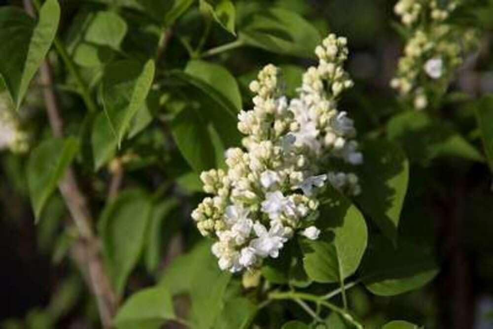 Syringa vulg. 'Mme Lemoine' - Lilas Commun 'Mme Lemoine' 60-70 cm en pot