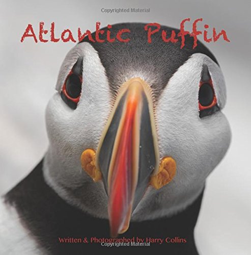 Atlantic Puffin