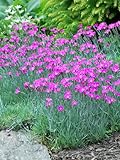 Perennial Farm Marketplace (Garden Pinks) Perennial, Size-#1 Container Dianthus g. 'Firewitch', Magenta Flowers