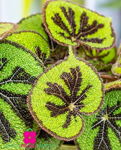 Plante de Begonia Masoniana - en pot - Ø 12 cm - H. 25/30 cm