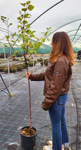 POWERS TO FLOWERS - PIANTA DI CACHI, KAKI MELA, ALTEZZA 160CM, pianta vera