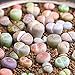 Portal Cool 50pcs granel: 50 / 100X Mixta Raras Lithop Semilla Piedras...