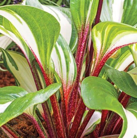 (2) Hosta Raspberry Sundae, Spectacular Red, Green, & White Foilage, Fresh Large Sized Plants, Rhizomes, Roots, Nice addition to your Garden, Unique Color