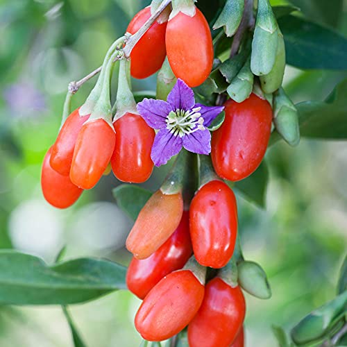 Goji Berry Sweet Lifeberry Superfruit Plant 1.7 Litre Potted Plant