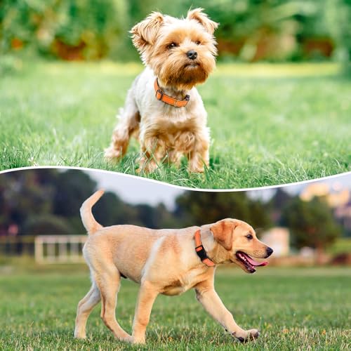 Image of Reflective Dog Collar, Adjustable Nylon for Small Dogs, Orange
