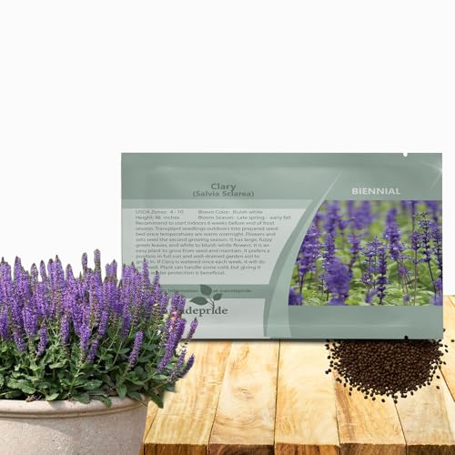 Outsidepride Clary Sage Seeds - 1000 Pcs. Biennial, Easy to Grow & Low Maintenance Herb Seeds for Planting Aromatic & Vibrant Bluish-White Blooms, Great for Versatile Uses & Pollinator Gardens