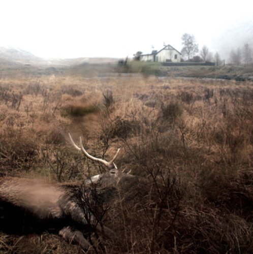 Feels Feathers Bog & Bees [12 inch Analog]
