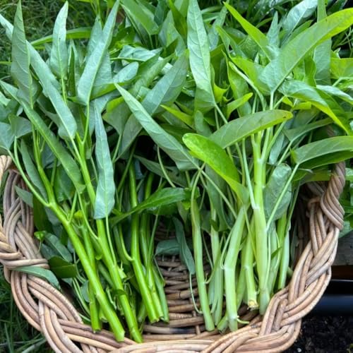 500+ Kong Xin CAI Vegetable Seeds Water Spinach Kangkong Delicious Vegetable Seeds for Green Leaf Planting Garden Non-GMO Choy Ong Seed