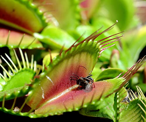 80 Venus Flytrap Seeds For Planting Indoor House | #TOP1