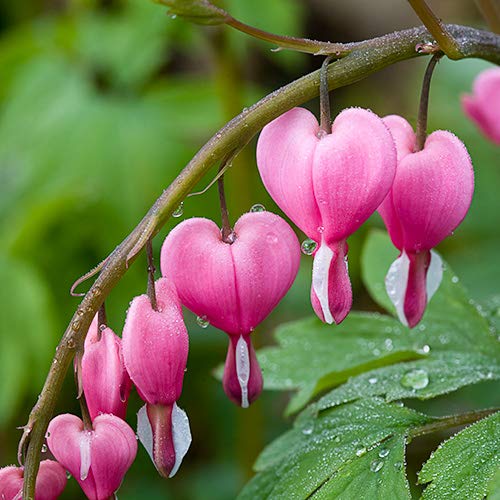 200 Sweet Heart Flower Seeds Dicentra Spectabilis Alba Bleeding