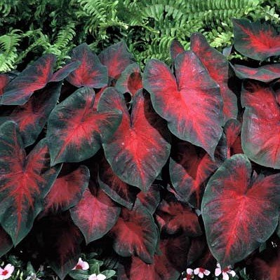 Easy to Grow Caladium Postman Joyner 3 Bulbs - Dark