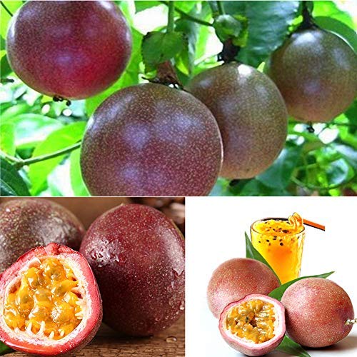 Preisvergleich Produktbild Exotische Essbare Passiflora edulis Maracuja Samen, Artenreiche Passionsblumen Purpurgranadilla Gelbe Granadilla Fruchtsamen Gemüsegarten Obstbaumsamen Pflanzensamen
