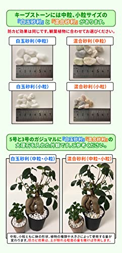 Amazon Co Jp 植物 観葉植物用 化粧石 防カビ加工済み大理石 キープストーン 白玉砂利 中粒 800g 白 大理石の化粧砂利 カビ 防止 K S800w Diy 工具 ガーデン