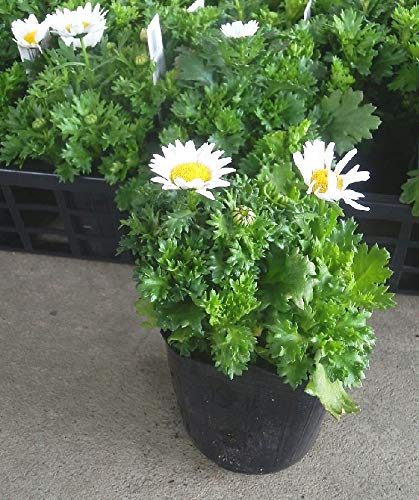 Amazon.co.jp: ノースポール 8ポットセット 3号苗 花苗 セット販売