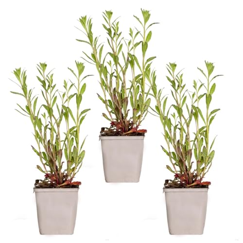 Gaura Lindheimeri