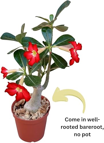 Miniatura 2 de Planta viva de rosa roja del desierto, 4-7 pulgadas de alto, Adenium Obesum Bien Arraigada para exhibiciones en interiores y exteriores