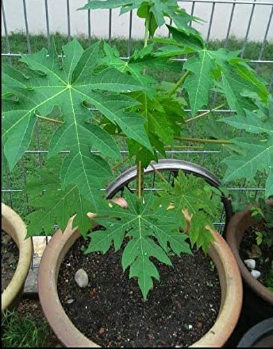 PlantaZee Gardening Live Hybrid Papita/Papaya Fruit & Fruit Plant with Pot (B09W9C7BZR) Amazon Price History, Amazon Price Tracker