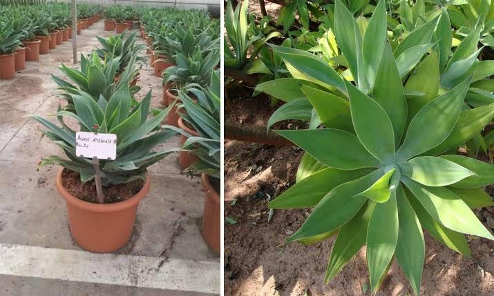 S. D ENTERPRISE Organic Foxtail Agave Plant