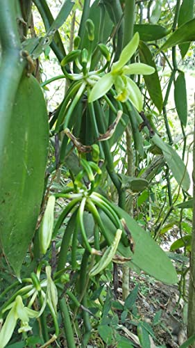 Royal Brand Gourmet Vanilleschoten 10 Stück (10-14 cm lang)