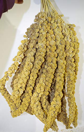 Panico in Spiga per l'alimentazione di molte specie di Uccellini da compagnia e anche per gli uccelli liberi (1500)