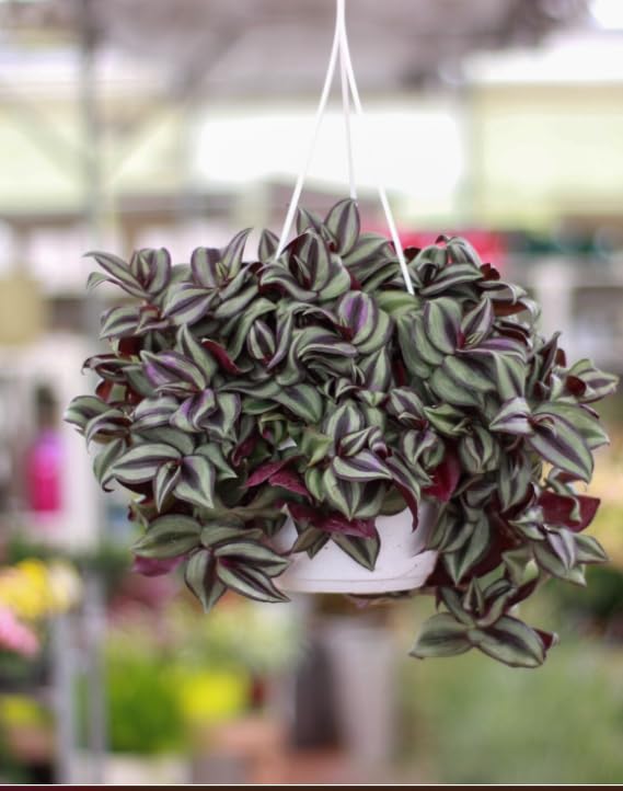 tradescanthia plante Vera Terres de Romagne Belle plante. Plante de la misère