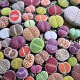 Puedes sembrar estas semillas de plantas cualquier rincón del jardín.Si necesita más variedades, no dude echar un vistazo a mi tienda.