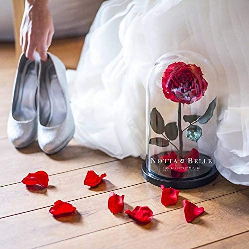 Rosa Eterna Grande «Bonita» (Rossa 27 cm)