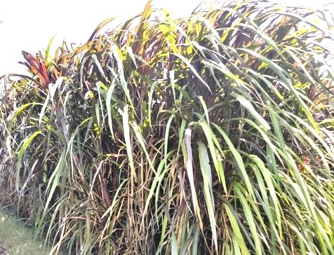 Logarithm Australian Red Napier Hybrid Fodder Grass Slips (5 Stumps) (B09W9NJT5S) Amazon Price History, Amazon Price Tracker