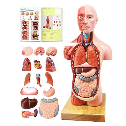 EVOTECH SCIENTIFIC Human Body Model for Kids, 15 Pcs 11 inch High Human Torso Anatomy Model with Heart Head Brain Skeleton Musculature Model, Ages 8+, Education Display, Medical Learning Tool