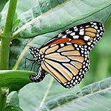 Common Milkweed Seed Balls for Fall Planting (Asclepias syriaca) (50)