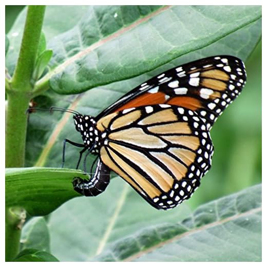 Common Milkweed Seed Balls for Fall Planting (Asclepias syriaca) (50)