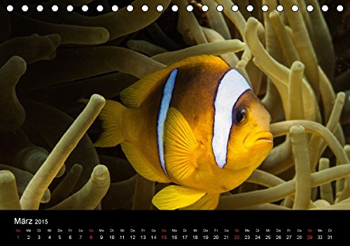 Anemonenfische, Mein Revier. (Tischkalender 2015 DIN A5 quer): Rotmeer Anemonenfische (Tischkalender, 14 Seiten)