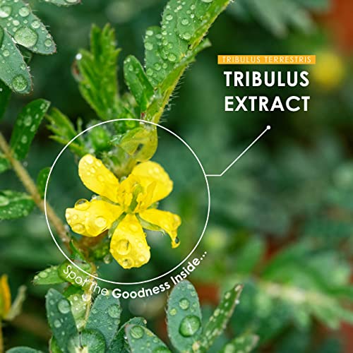 Tribulus Terrestris-Extrakt 5000 mg – hochwirksame 95% Saponine – 120 vegane Kapseln (Vorrat für 4 Monate) – von Alpha01
