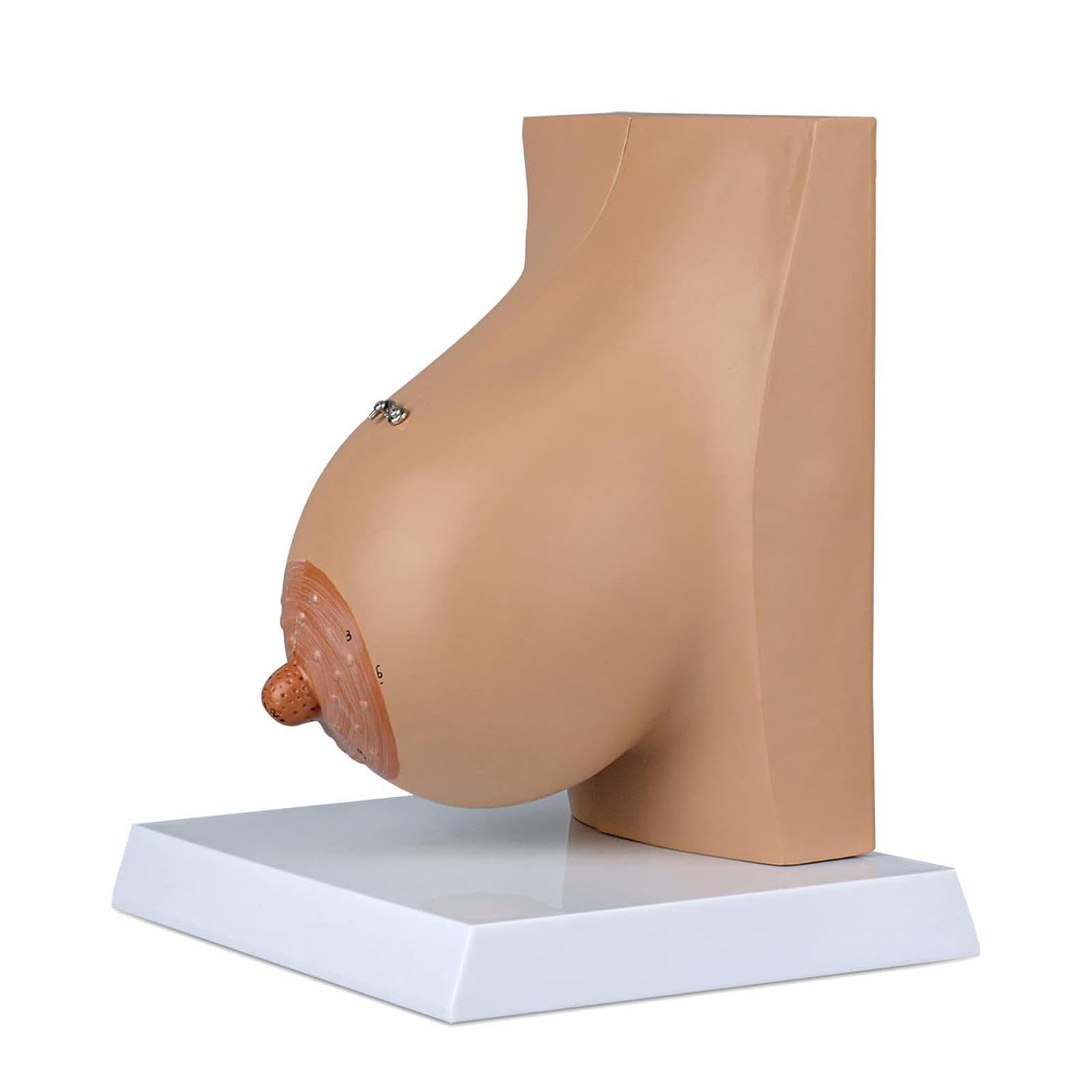 AMITD Modèle de poitrine allaitante, modèle d'anatomie de la poitrine de la femme allaitante, aide à la formation médicale, modèles médicaux et matériel de formation